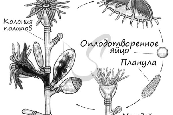 Kraken рабочее зеркало