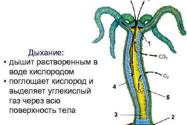 Кракен вход ссылка